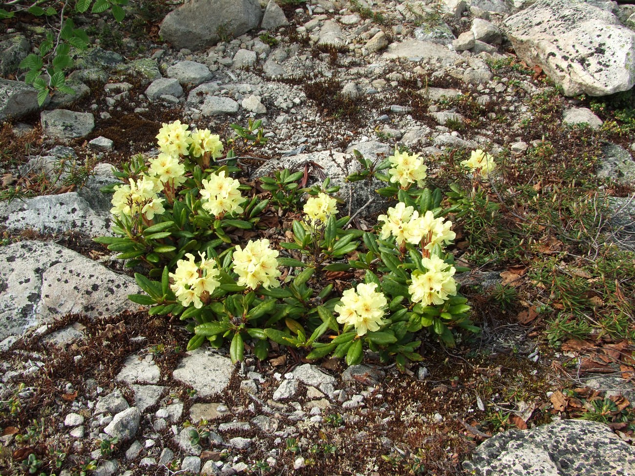 Image of Rhododendron aureum specimen.