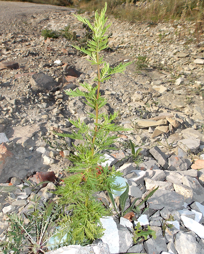 Изображение особи Artemisia annua.