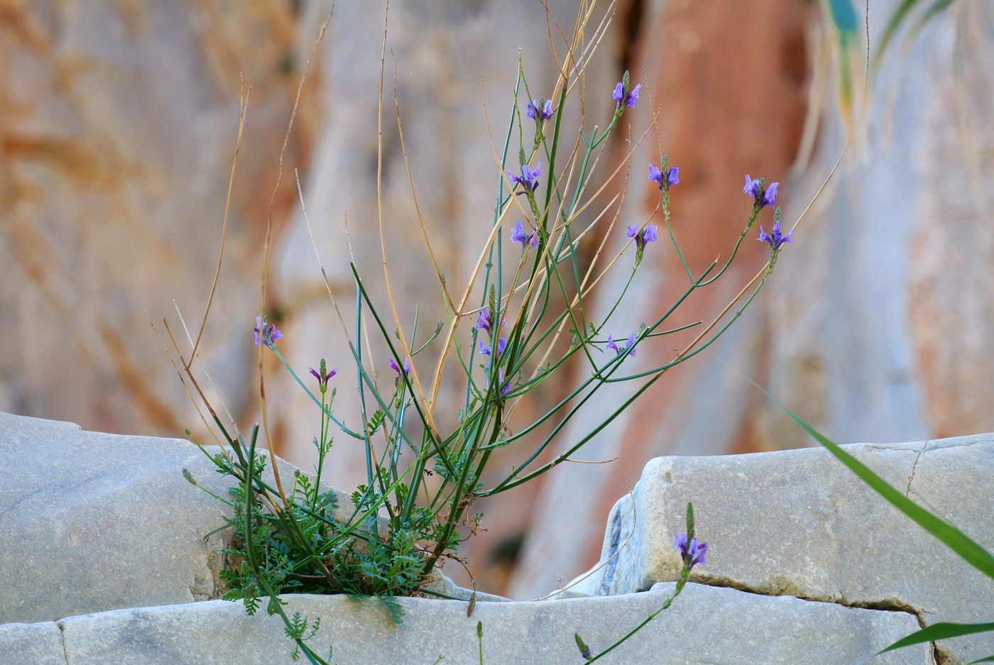 Изображение особи род Lavandula.