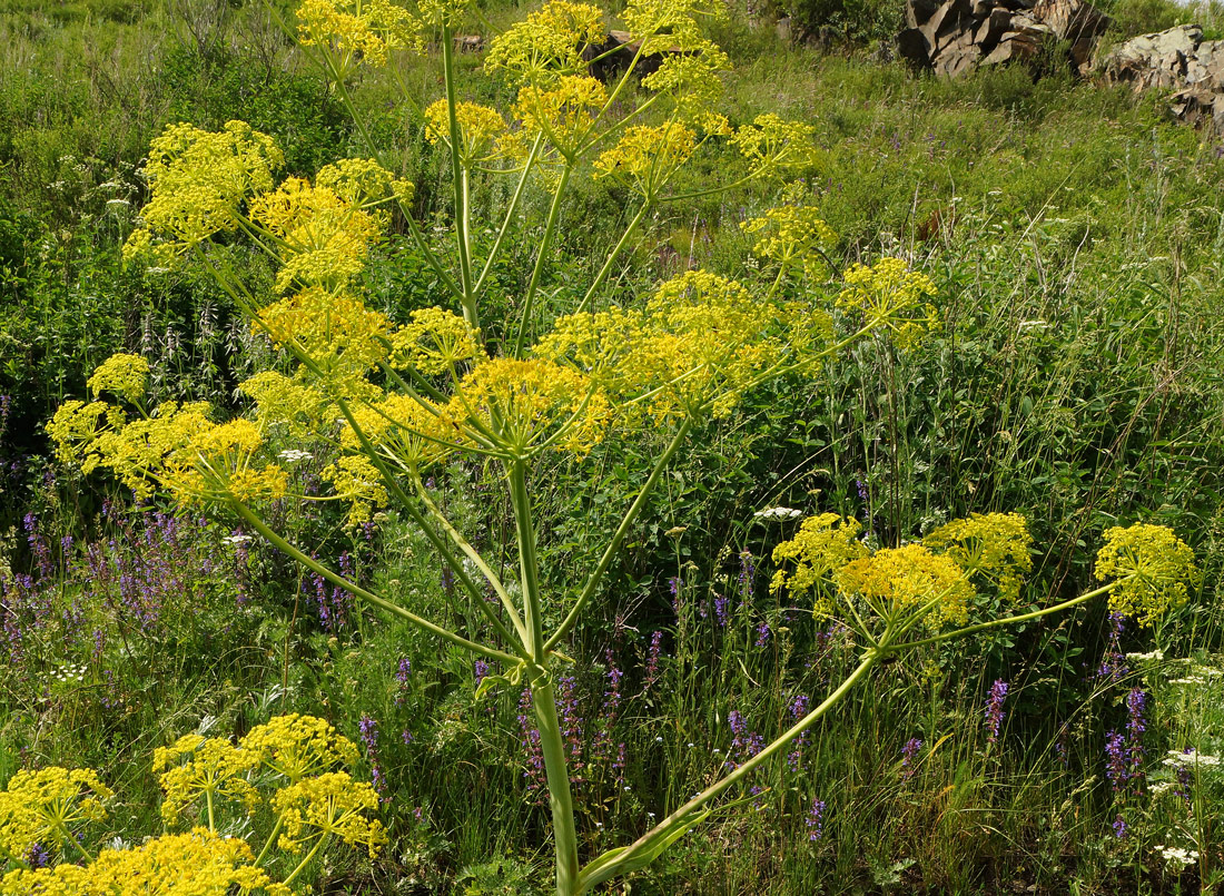 Изображение особи Ferula songarica.