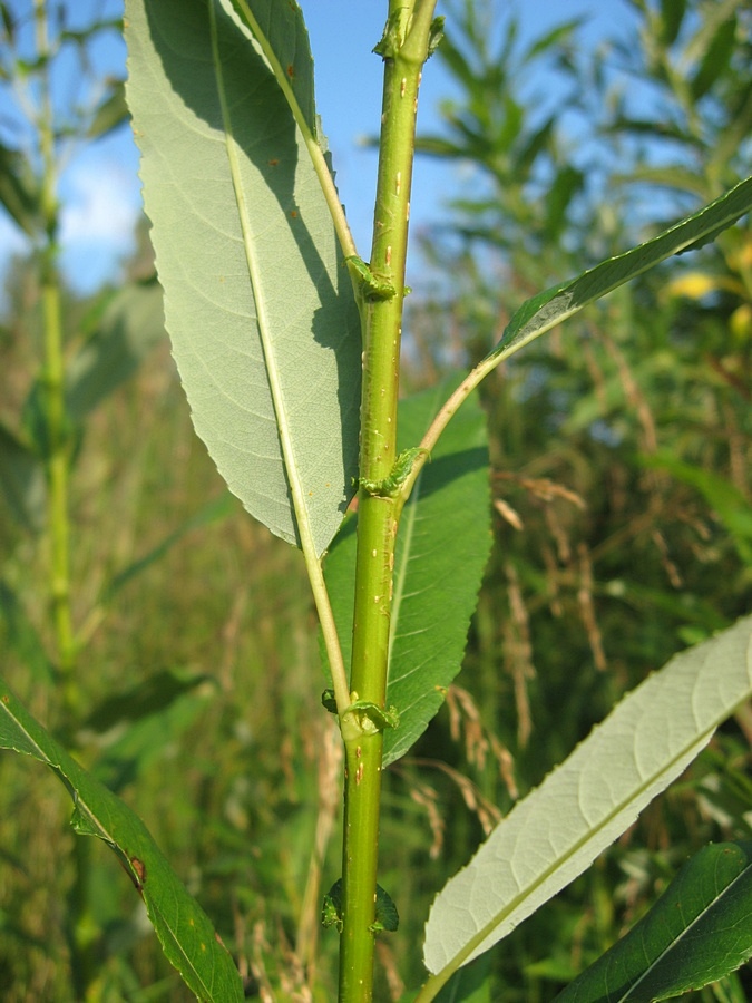 Изображение особи Salix triandra.