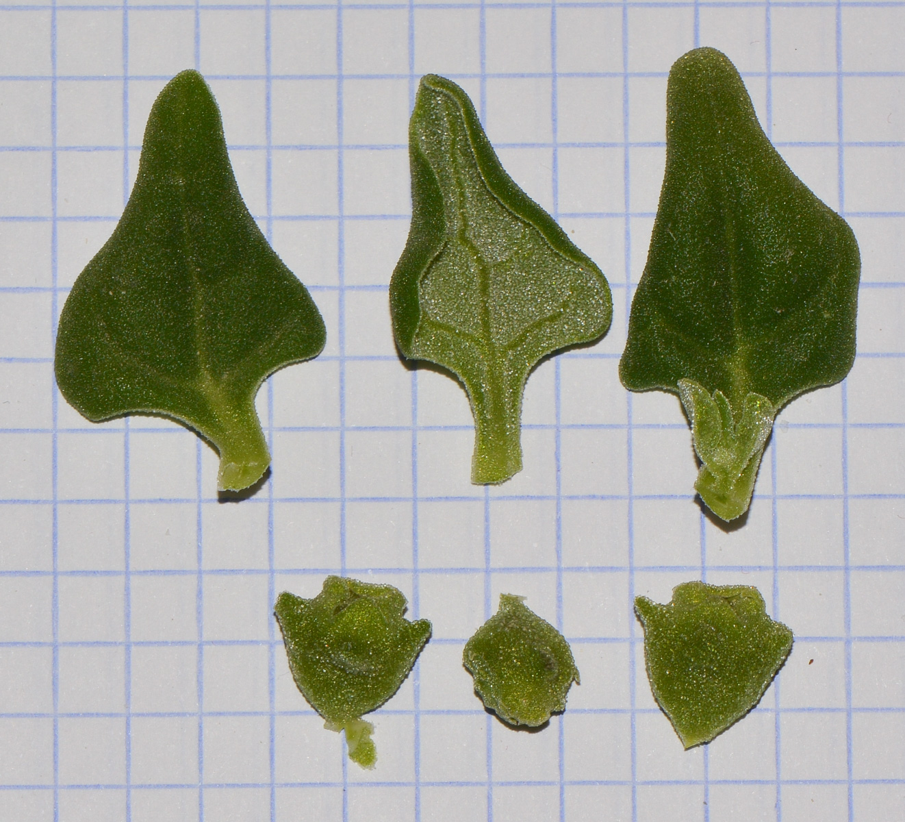 Изображение особи Tetragonia tetragonoides.