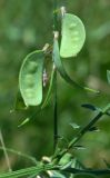 Vicia villosa