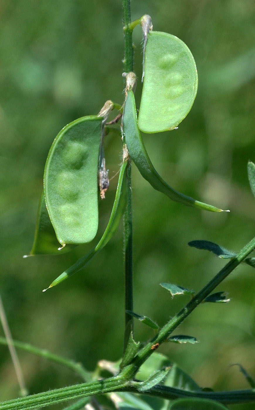 Изображение особи Vicia villosa.