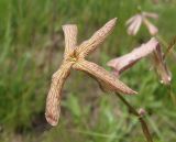 Hesperis tristis. Цветок. Украина, г. Запорожье, южный край балки возле с. Малышевка, разнотравная степь. 03.05.2016.