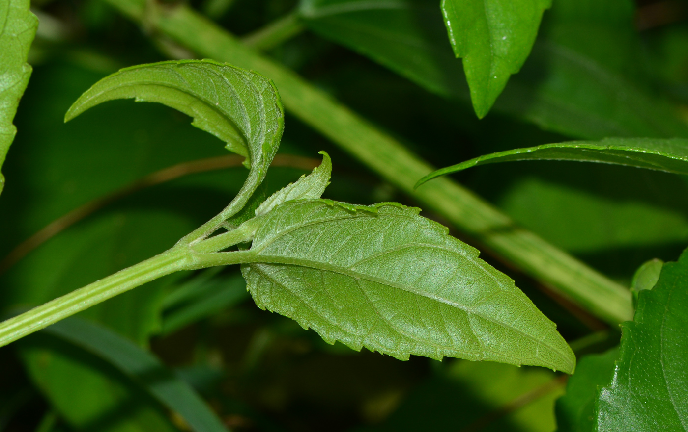 Image of Melanthera biflora specimen.