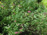 Spiraea japonica. Ветви цветущего растения. Польша, Подляское воеводство, окр. Нарвянского национального парка. 25.06.2009.