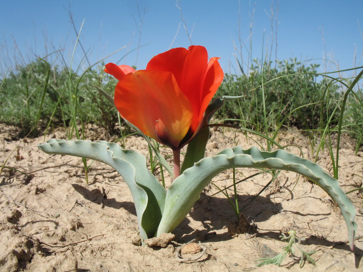 Image of Tulipa borszczowii specimen.