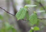 Corylus avellana