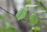 Corylus avellana. Молодые листья на верхушке побега. Москва, лесопарк в западной части р-на Кунцево, хвойно-широколиственный лес. 06.05.2017.