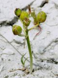 Ornithogalum navaschinii
