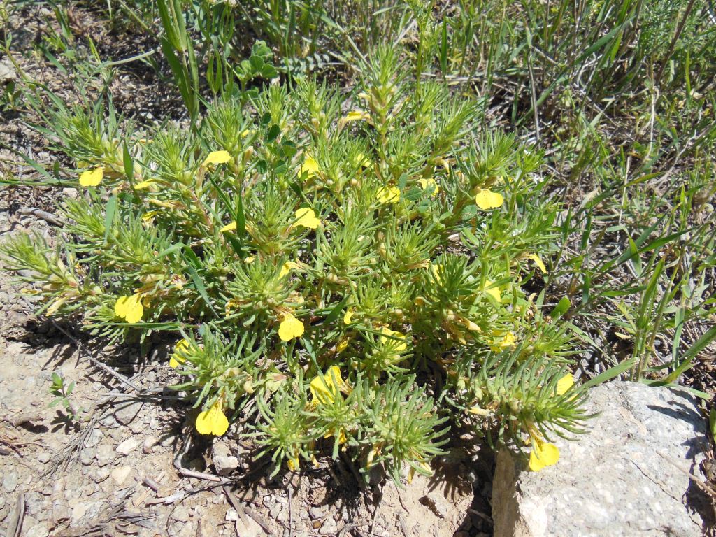 Image of Ajuga chia specimen.