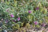 Astragalus подвид eupatoricus