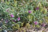 Astragalus subspecies eupatoricus