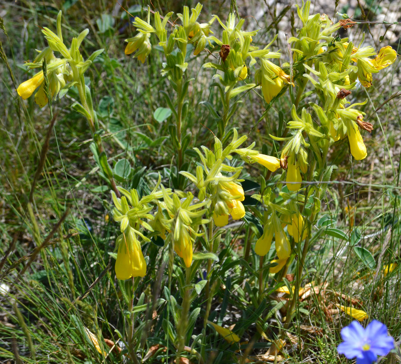 Image of Onosma taurica specimen.