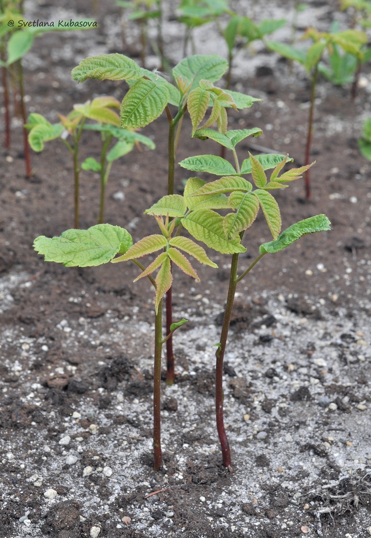 Изображение особи Juglans mandshurica.