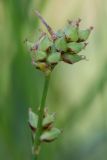 Carex globularis