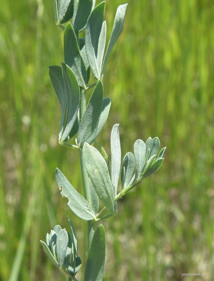 Image of Lotus frondosus specimen.