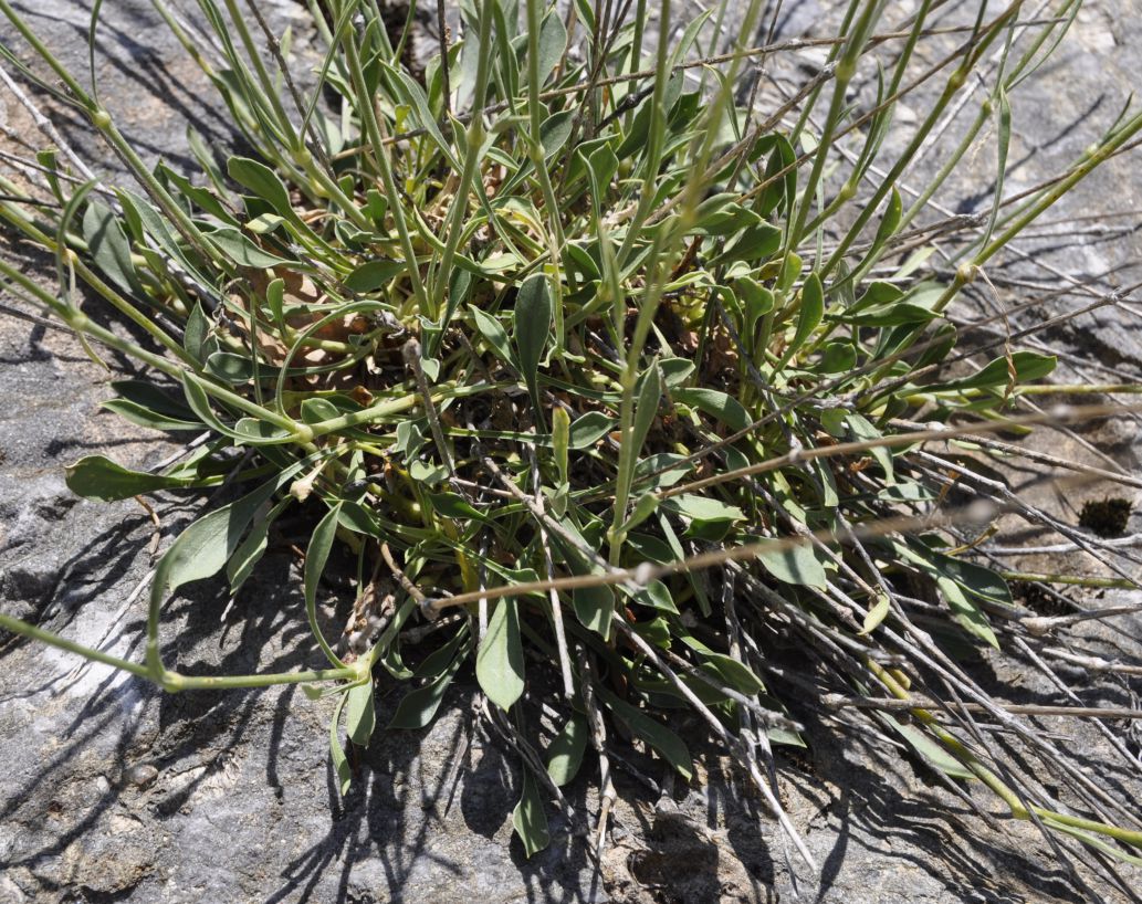 Изображение особи Silene radicosa.