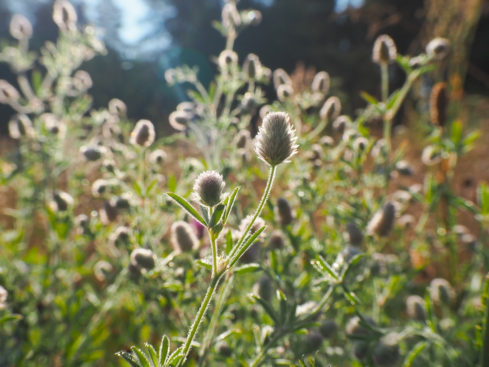 Изображение особи Trifolium arvense.