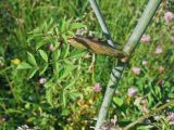 Angelica sylvestris