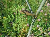 Angelica sylvestris