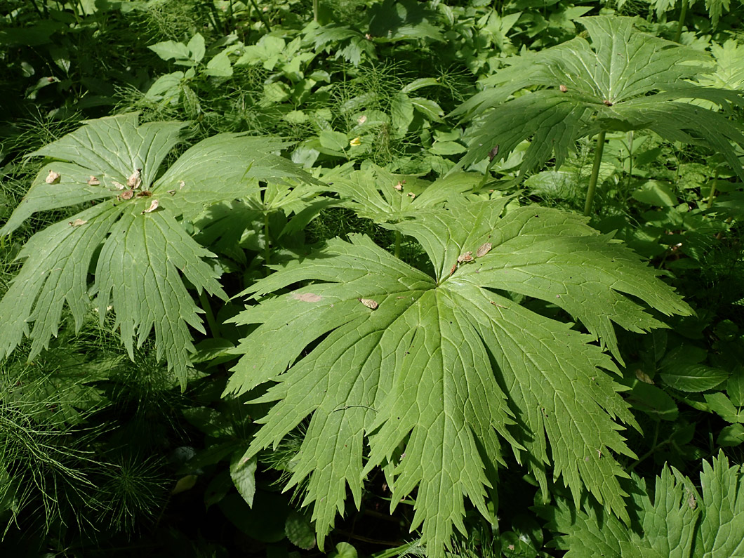 Изображение особи Aconitum septentrionale.