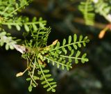 Bursera microphylla. Побег с бутонами. Израиль, впадина Мёртвого моря, киббуц Эйн-Геди. 24.04.2017.