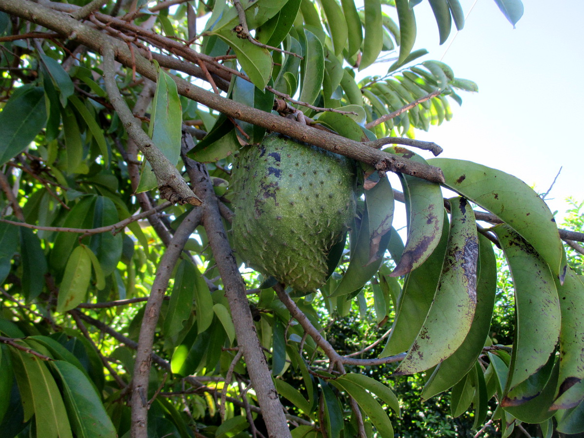Image of Annona reticulata specimen.