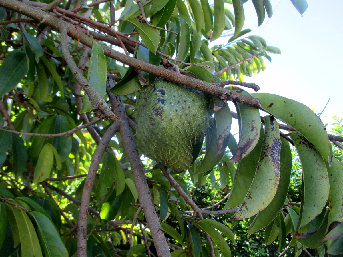 Изображение особи Annona reticulata.