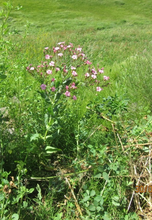 Image of Vaccaria hispanica specimen.