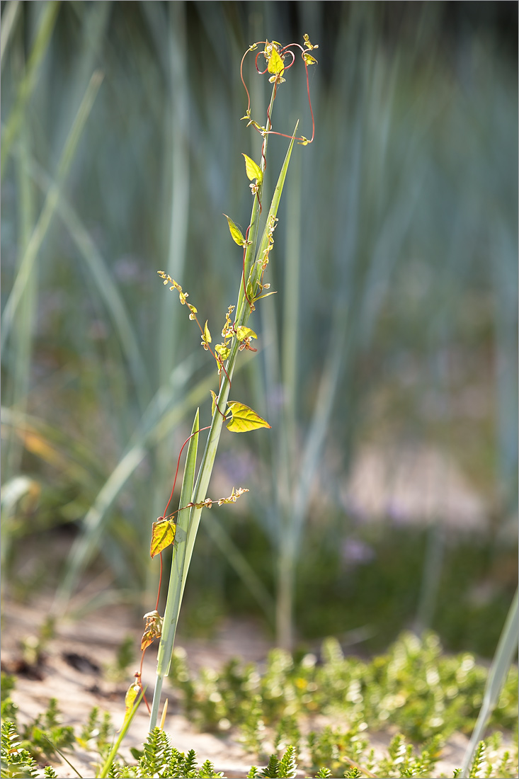 Image of Fallopia dumetorum specimen.