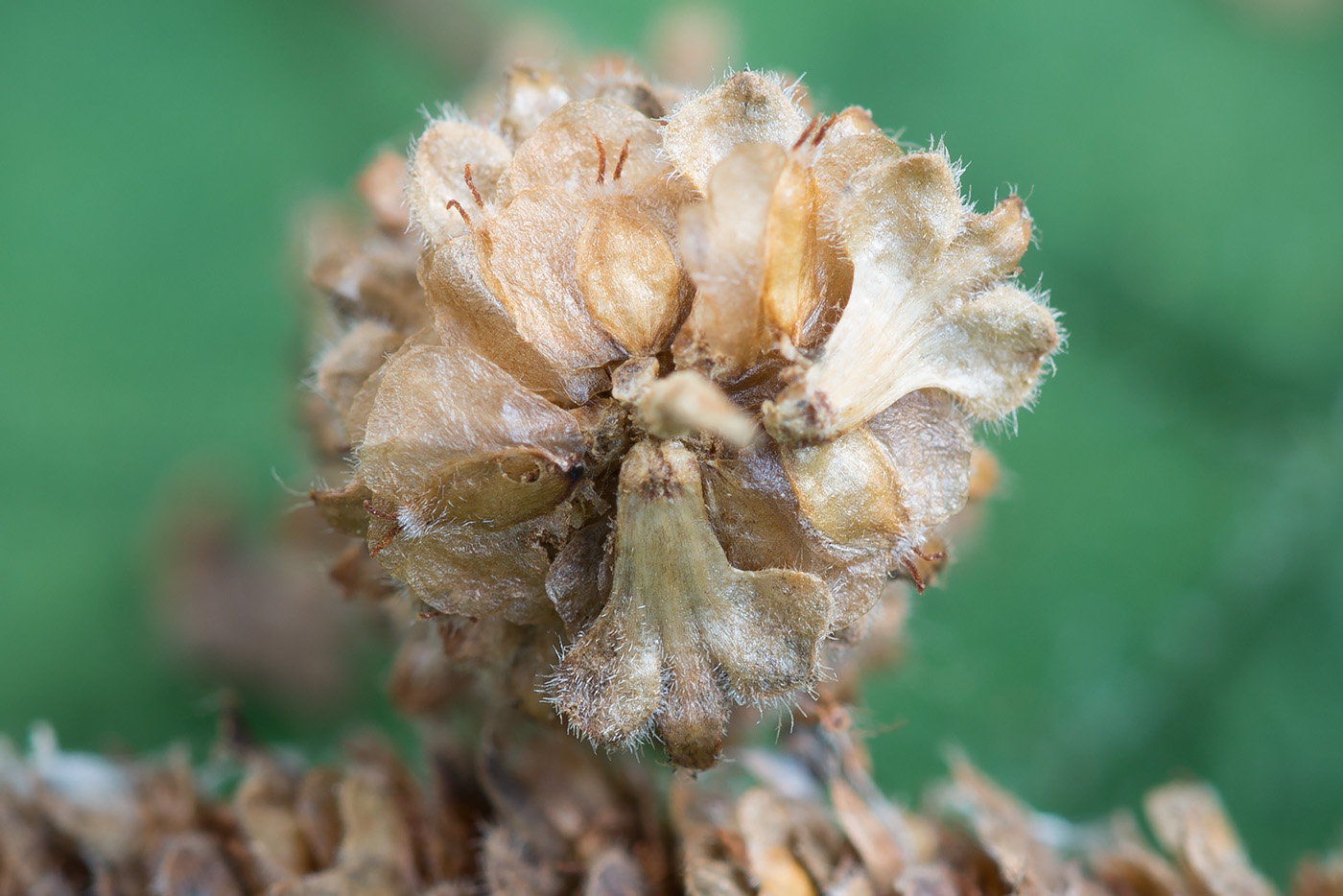 Image of Betula &times; aurata specimen.