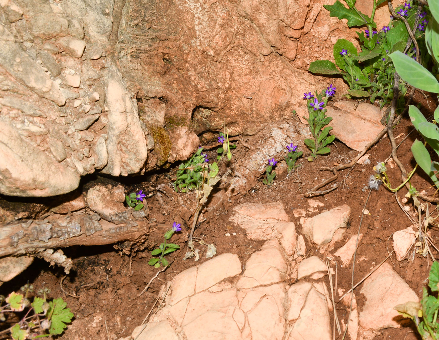 Изображение особи Campanula hierosolymitana.