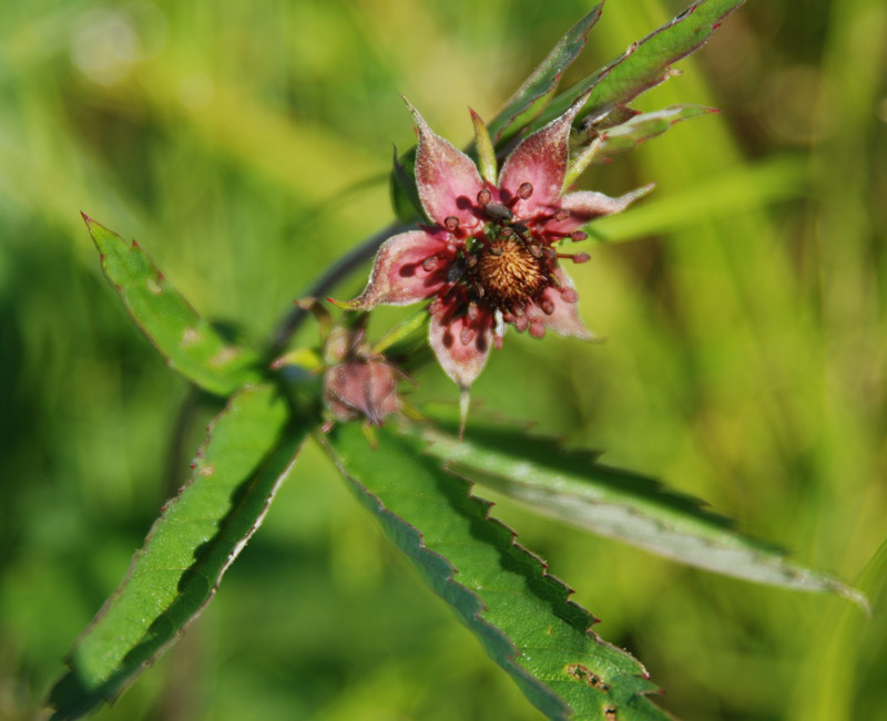 Image of Comarum palustre specimen.