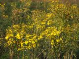 Senecio erucifolius