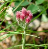 Antennaria dioica. Верхушка цветущего растения. Иркутская обл., Шелеховский р-н, окр. с. Введенщина, сосновый лес. 11.06.2017.
