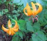 Lilium debile