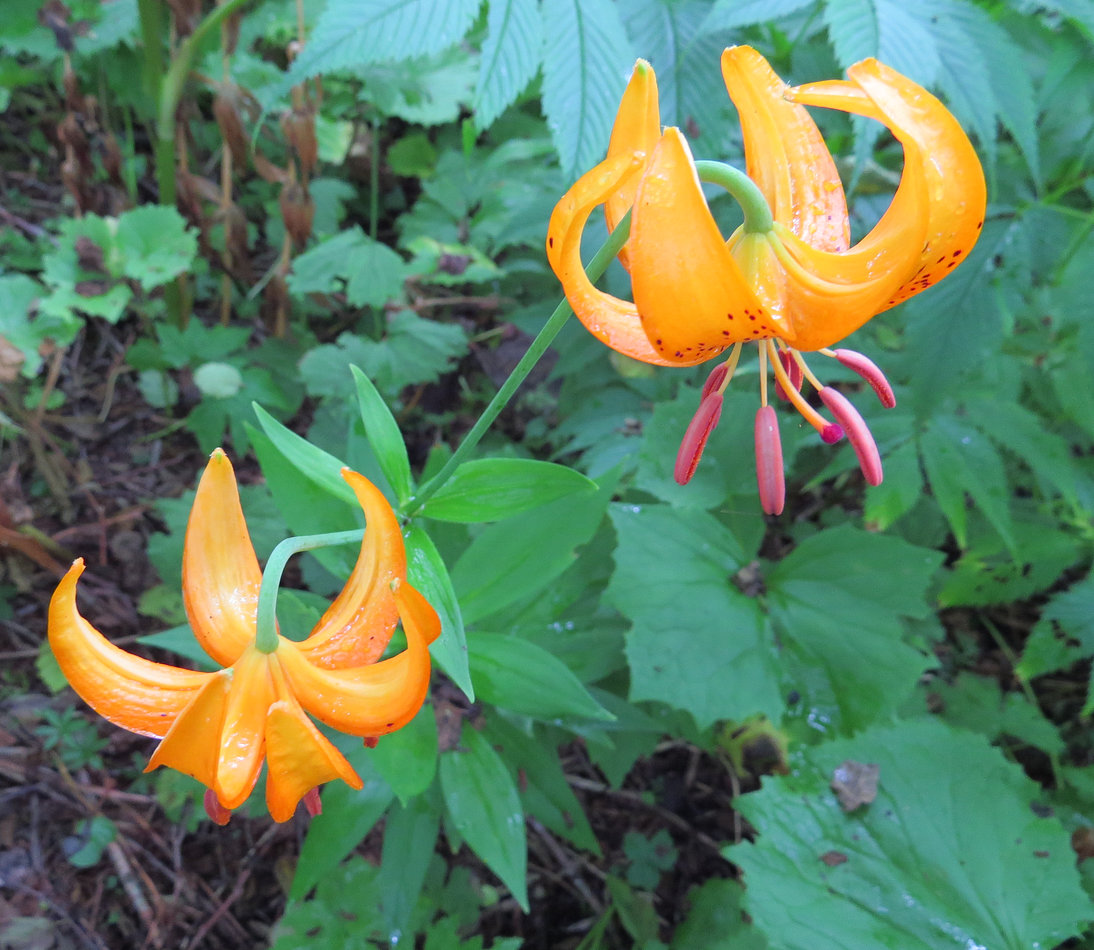 Изображение особи Lilium debile.