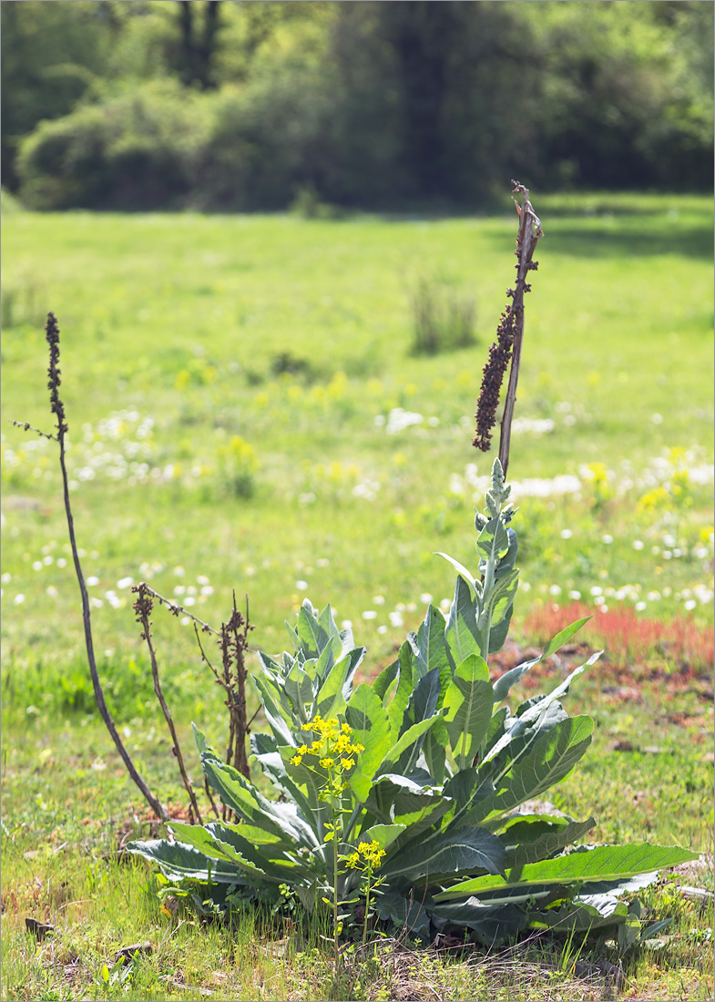 Image of genus Verbascum specimen.