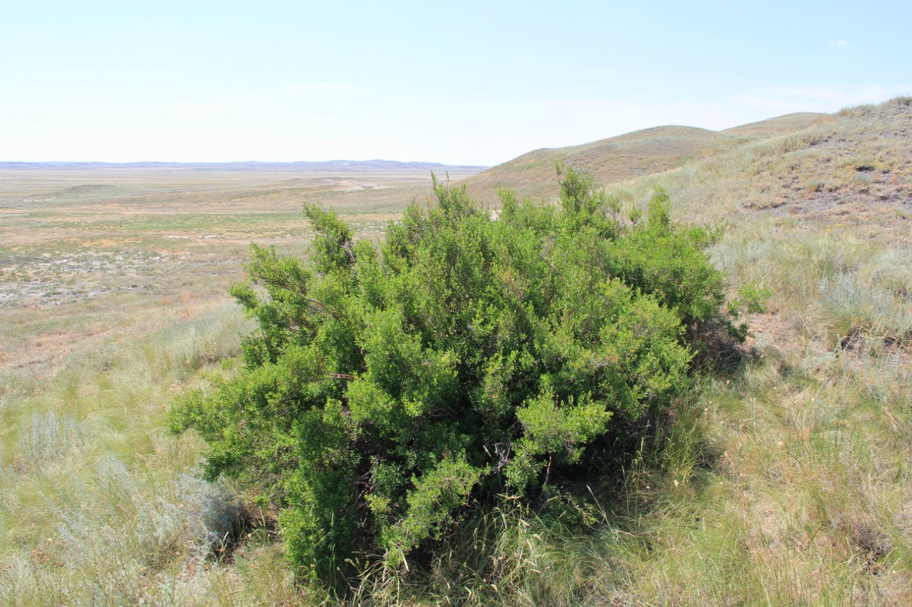 Image of Spiraea hypericifolia specimen.