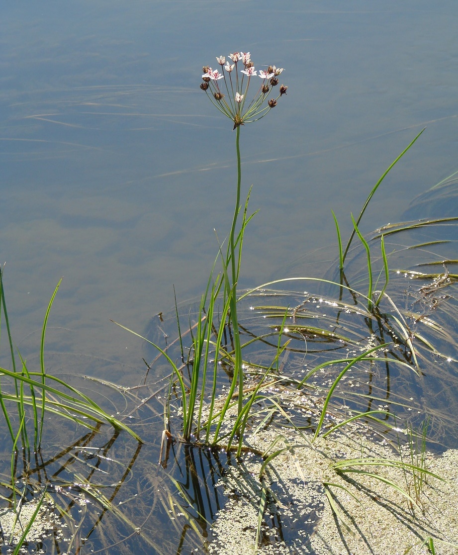 Image of Butomus umbellatus specimen.