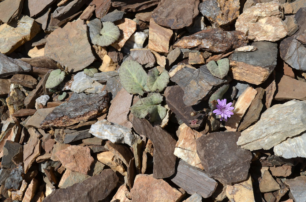 Image of Lactuca mira specimen.