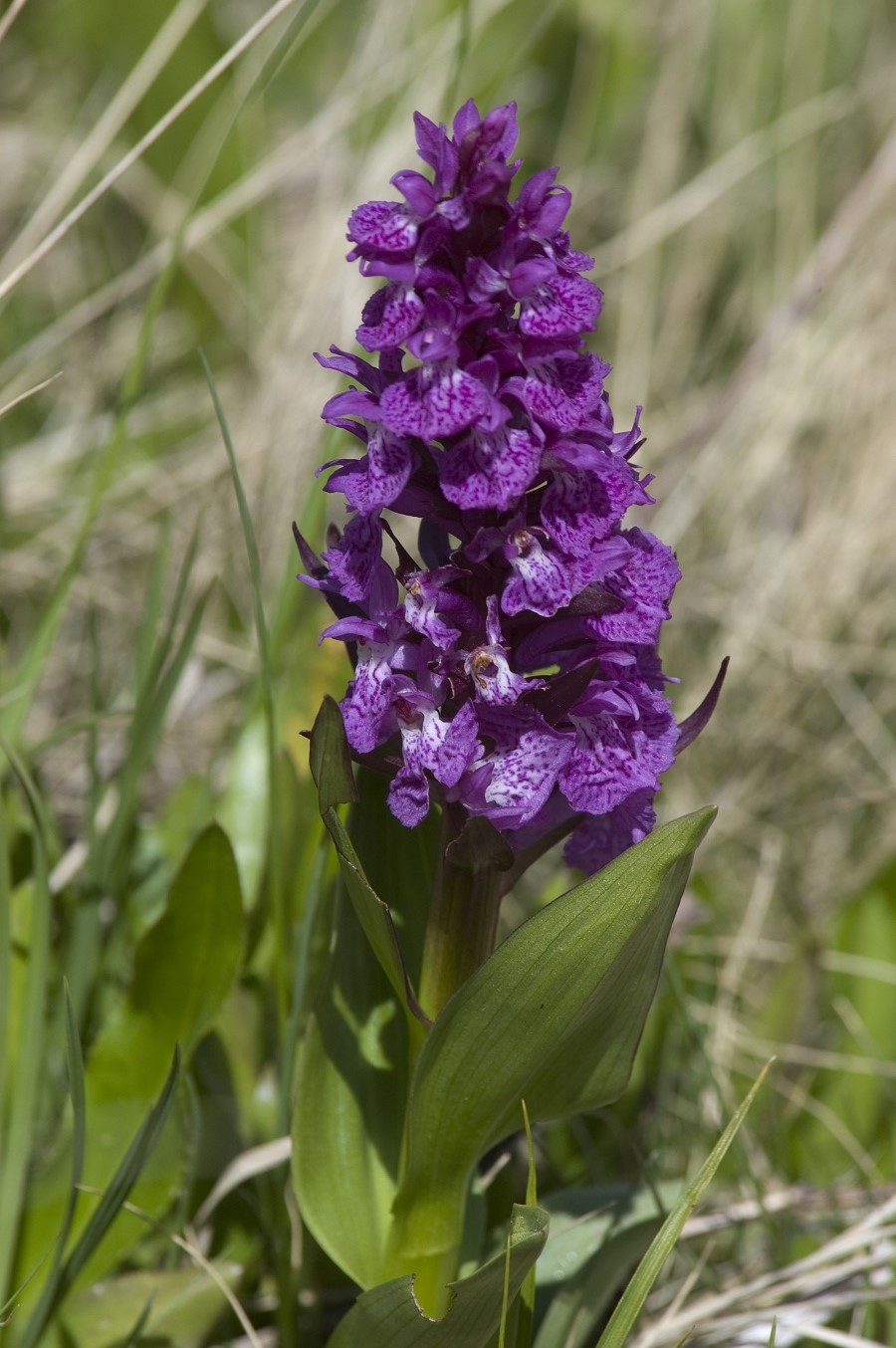 Изображение особи Dactylorhiza euxina.