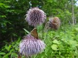 род Cirsium