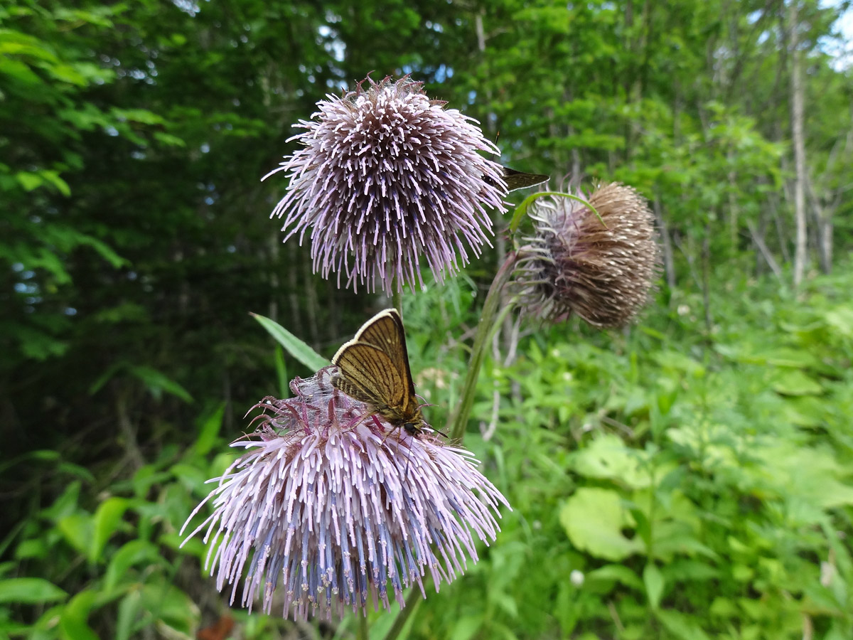 Изображение особи род Cirsium.