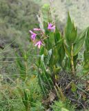 Sobralia dichotoma. Цветущее растение. Перу, археологический комплекс Мачу-Пикчу, вершина горы Мачу-Пикчу, ≈ 3000 м н.у.м. 13 марта 2014 г.