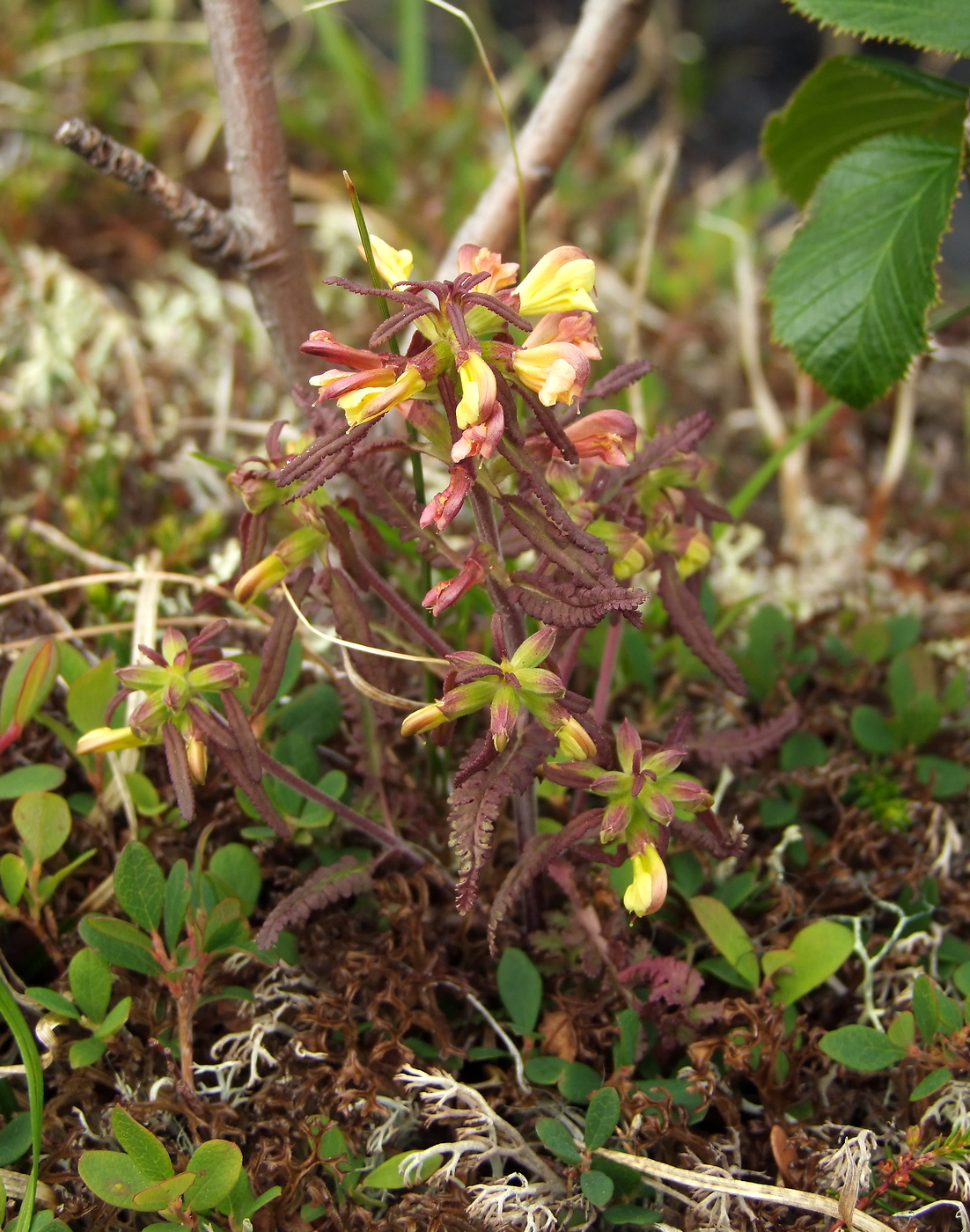 Изображение особи Pedicularis labradorica.