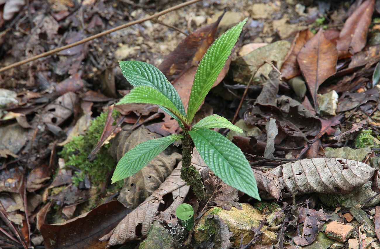 Image of class Magnoliopsida specimen.