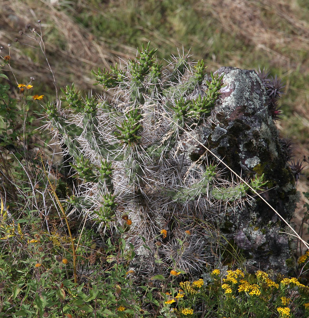 Image of familia Cactaceae specimen.